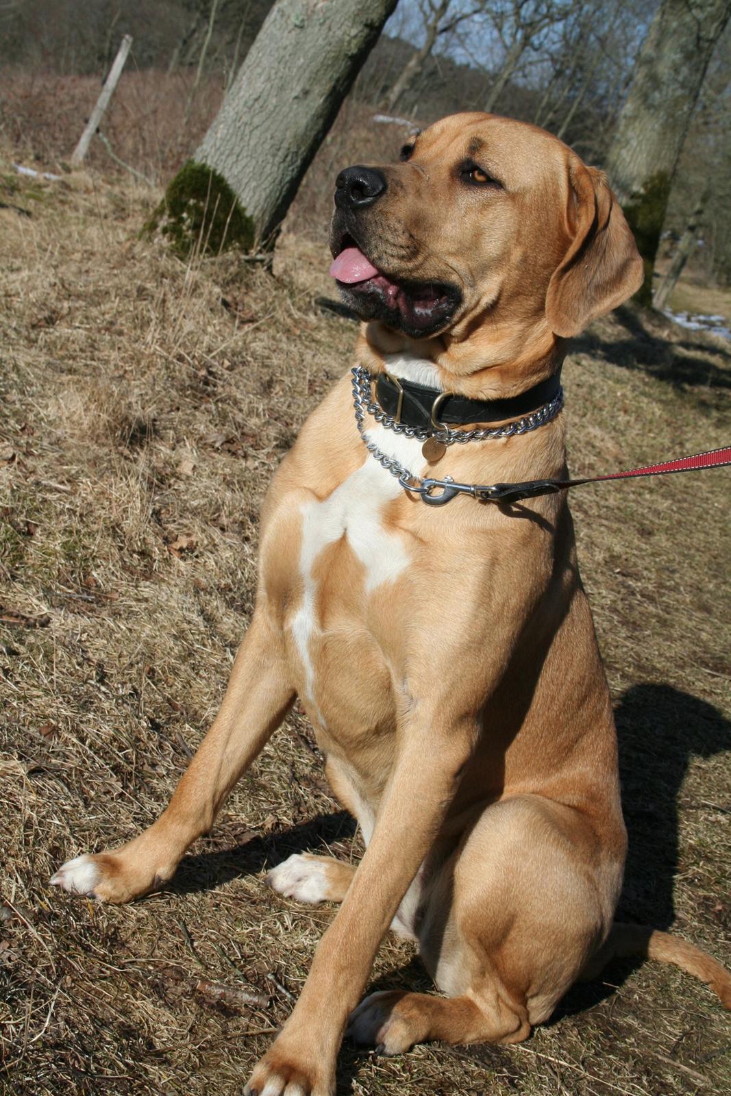 Blanding af racer Boudicca billede 14