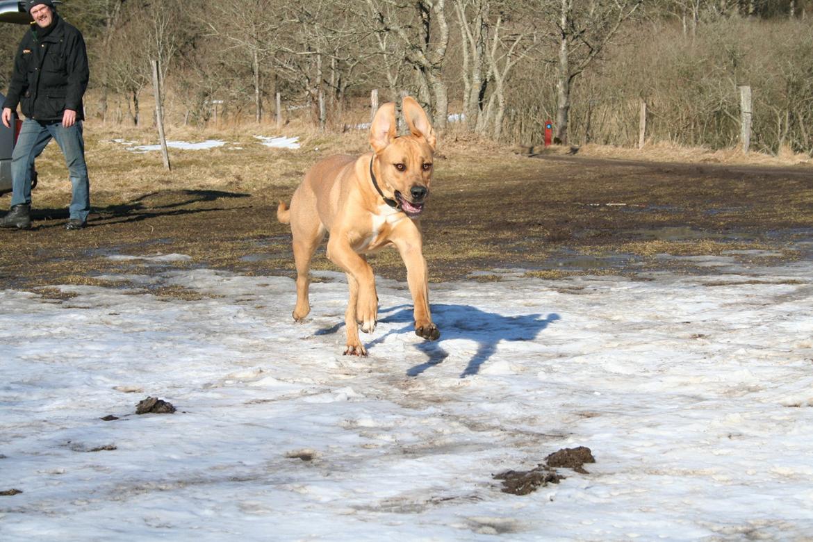 Blanding af racer Boudicca billede 19