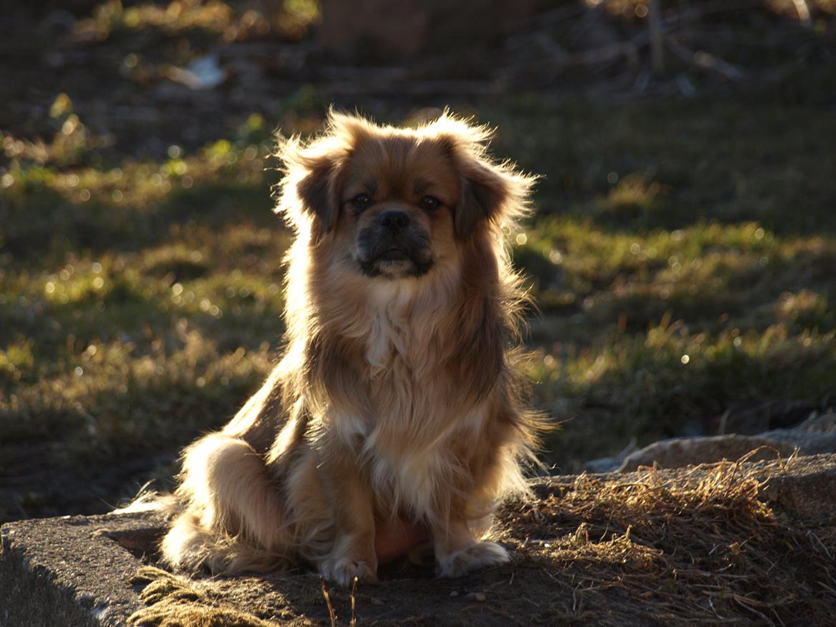 Tibetansk spaniel Zavanna *Kri Kris Pelumt* billede 10