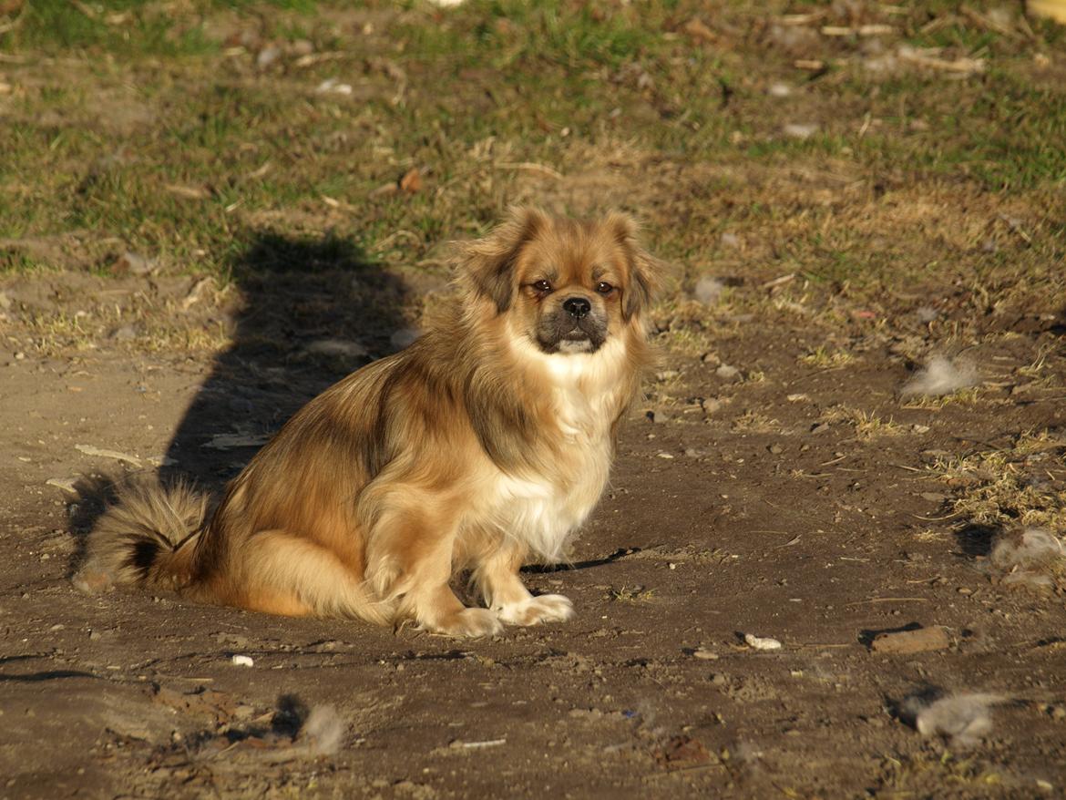 Tibetansk spaniel Zavanna *Kri Kris Pelumt* billede 11