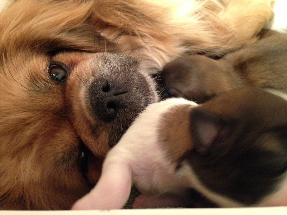 Tibetansk spaniel Zavanna *Kri Kris Pelumt* billede 13