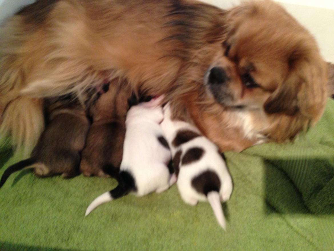 Tibetansk spaniel Zavanna *Kri Kris Pelumt* billede 12