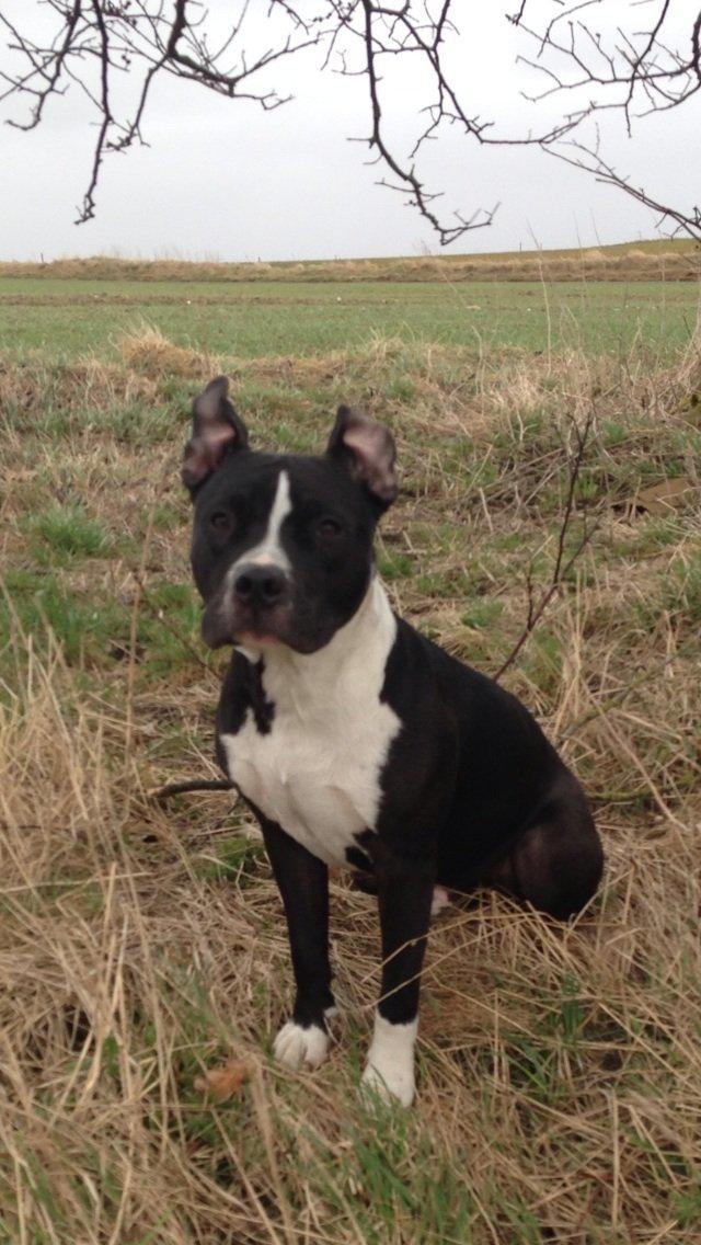 Blanding af racer Diablo billede 12