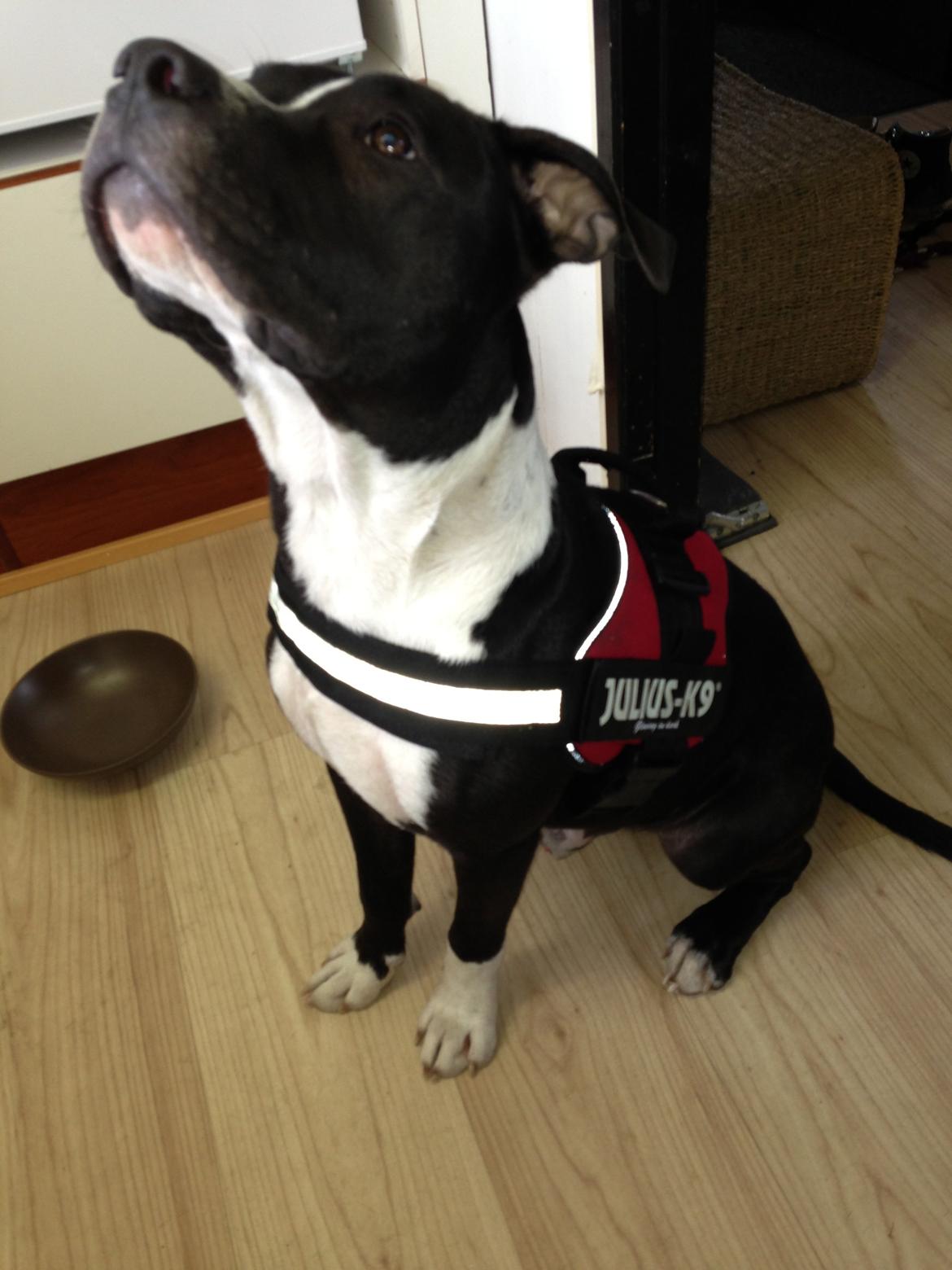 Blanding af racer Diablo billede 13