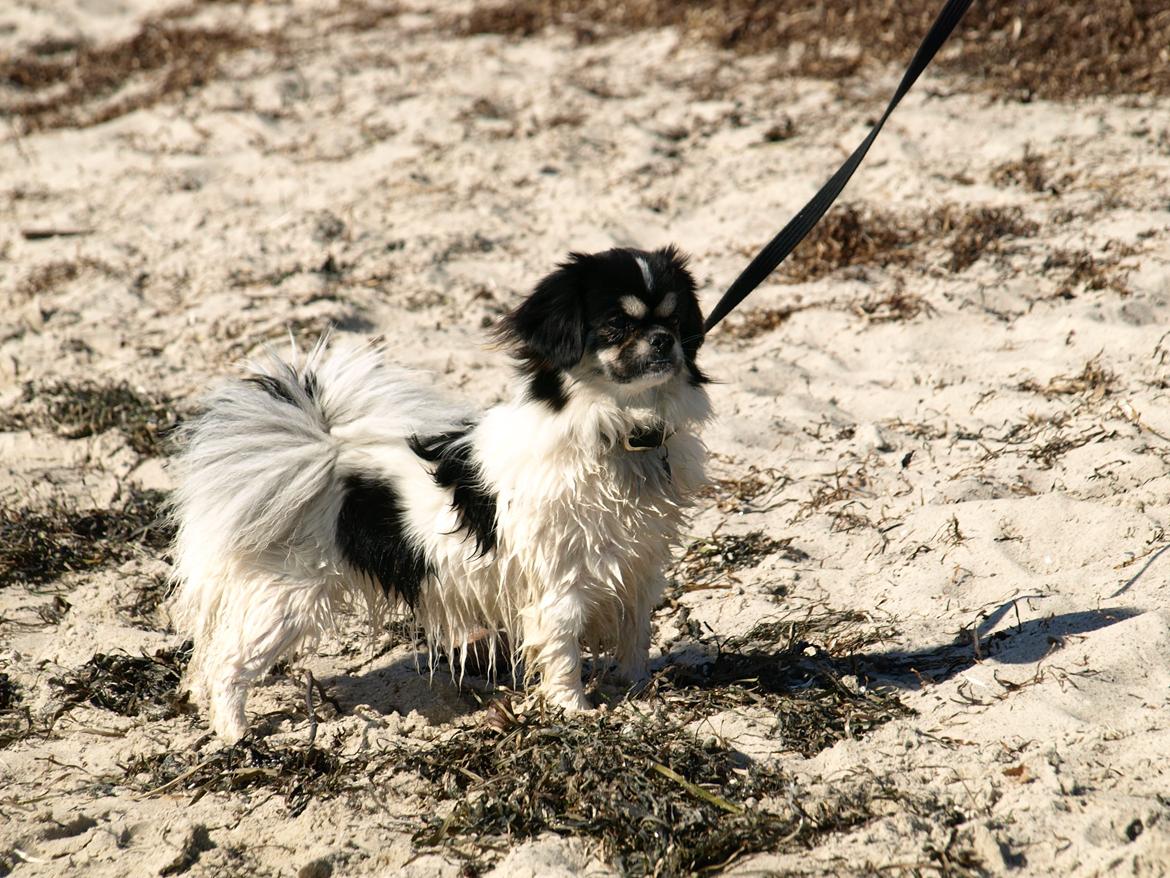 Tibetansk spaniel Kaztanje (Mic Mac Rock around the clock) billede 5