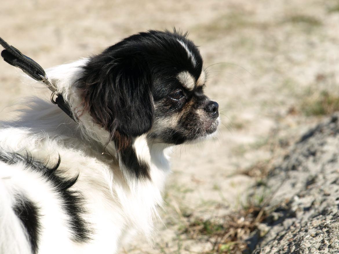 Tibetansk spaniel Kaztanje (Mic Mac Rock around the clock) billede 6