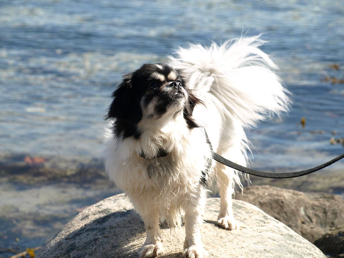 Tibetansk spaniel Kaztanje (Mic Mac Rock around the clock) billede 7