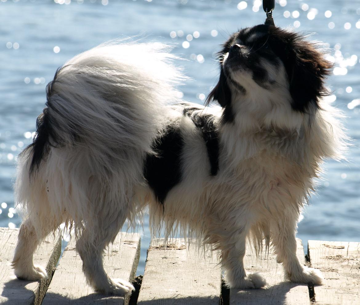 Tibetansk spaniel Kaztanje (Mic Mac Rock around the clock) billede 2