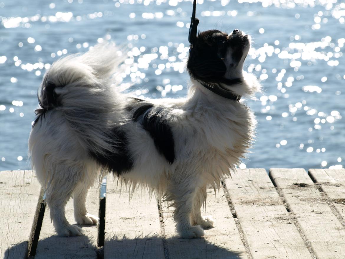 Tibetansk spaniel Kaztanje (Mic Mac Rock around the clock) billede 1
