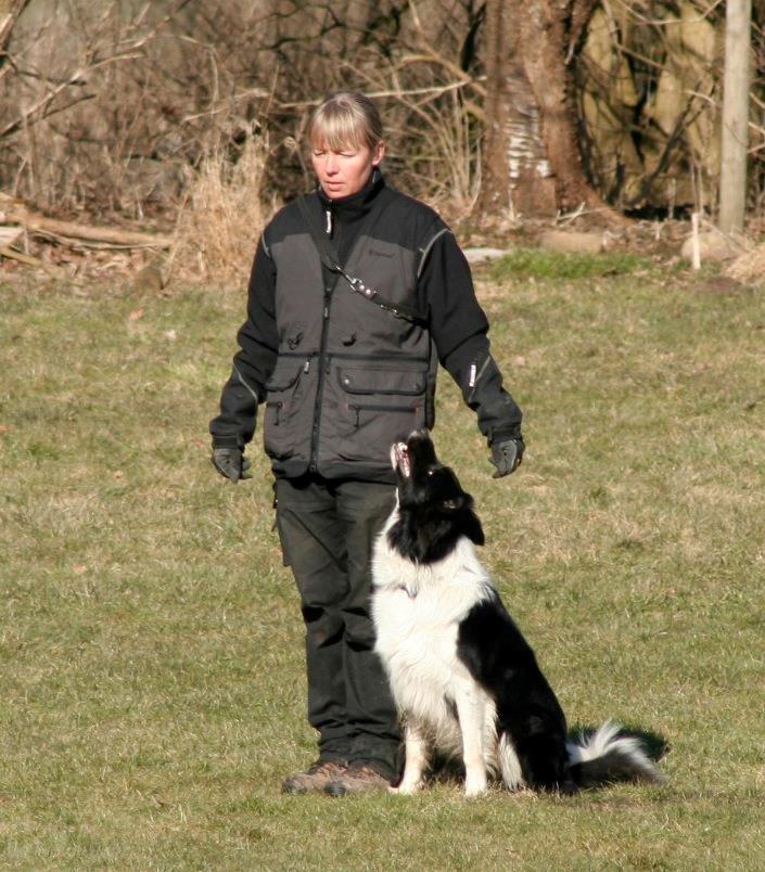 Border collie Danielsson´s Skyline Celix (Felix) - Felix 2 år i konkurrence billede 19