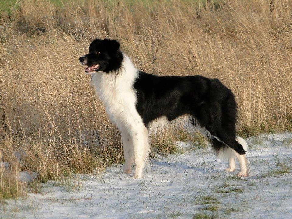 Border collie Danielsson´s Skyline Celix (Felix) - 2 år billede 20