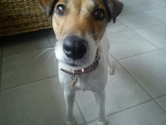 Glathåret foxterrier Lillo billede 1