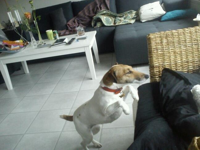 Glathåret foxterrier Lillo billede 20