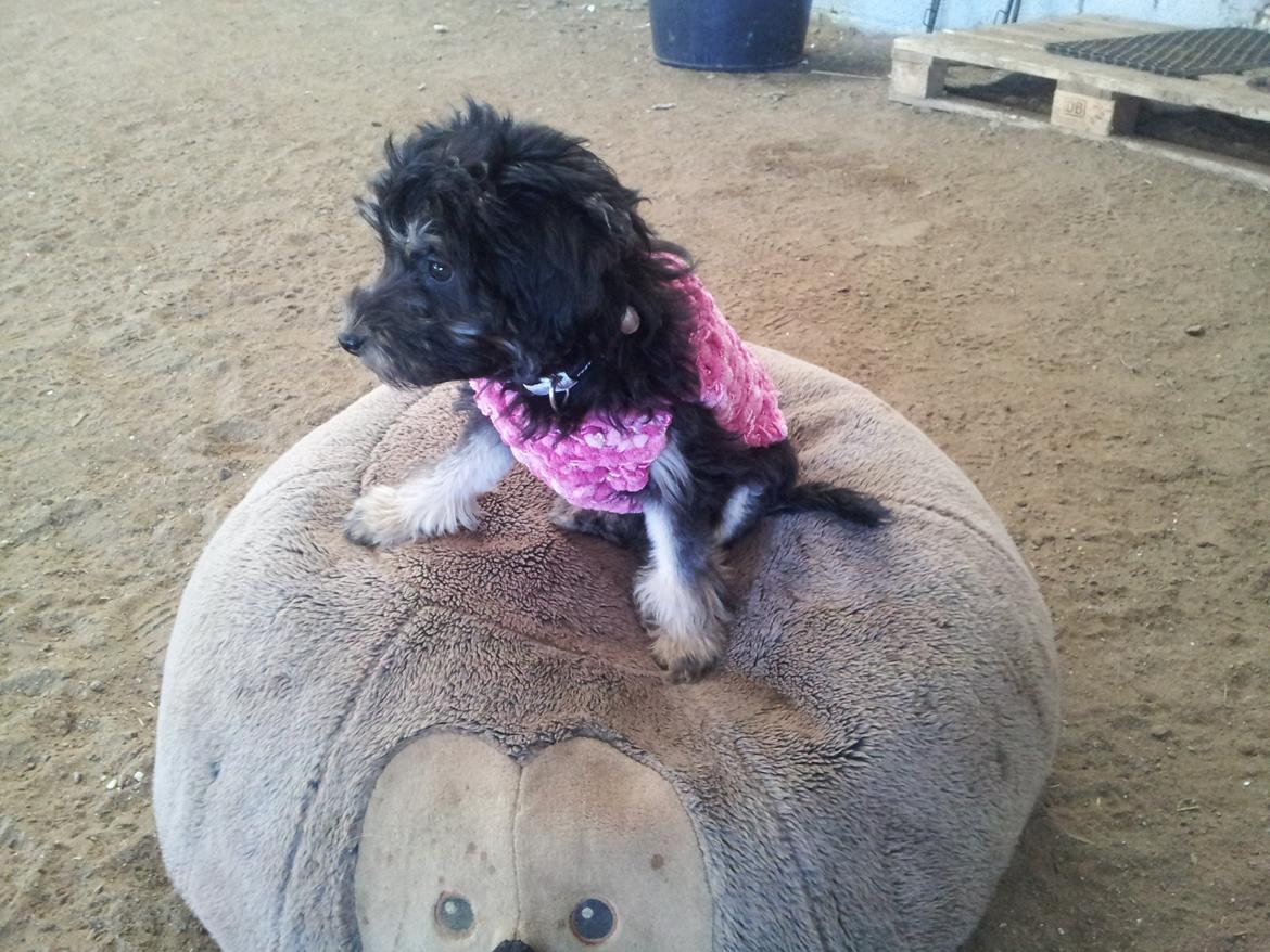 Løwchen Lions of Denmark Final Outbreak *Lulu* - Kigger på min far der træner agility med Cajsa. billede 10