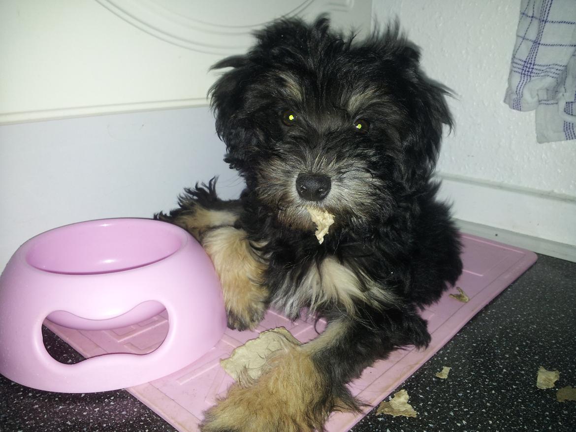 Løwchen Lions of Denmark Final Outbreak *Lulu* - Roder lidt... billede 2