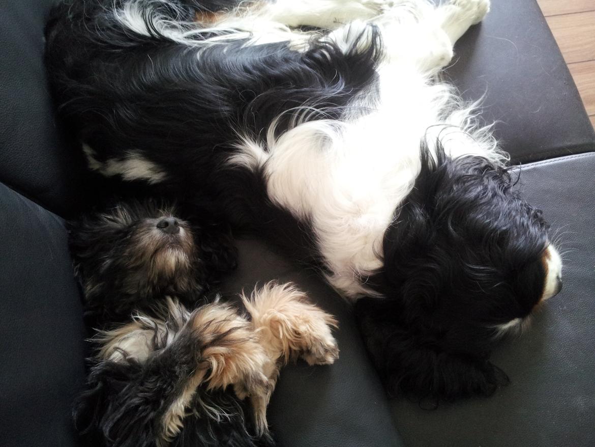 Løwchen Lions of Denmark Final Outbreak *Lulu* - Jeg elsker at være tæt på Mingus, men han kan bedst lide mig når jeg sover? billede 3