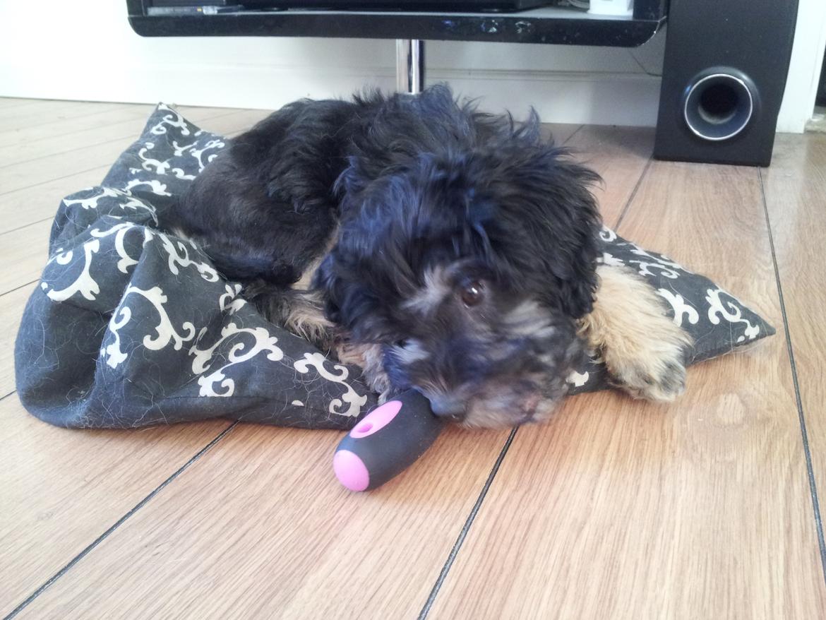 Løwchen Lions of Denmark Final Outbreak *Lulu* - Har lige stjålet fars skruetrækker... billede 4