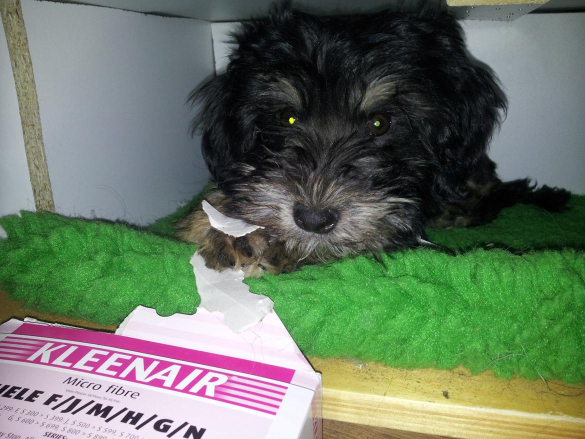 Løwchen Lions of Denmark Final Outbreak *Lulu* - Har taget mit bytte med ind i min hule under sengen. billede 5