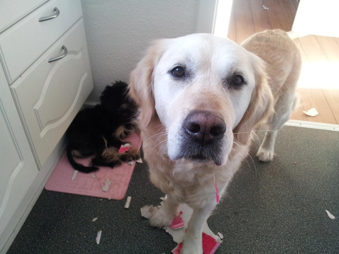 Løwchen Lions of Denmark Final Outbreak *Lulu* - Cajsa ser uskyldig ud, men hun har altså rodet lige så meget som mig! billede 6