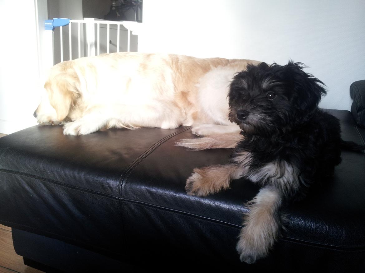 Løwchen Lions of Denmark Final Outbreak *Lulu* - Hygger lige i sofaen med mine lange ben. billede 7