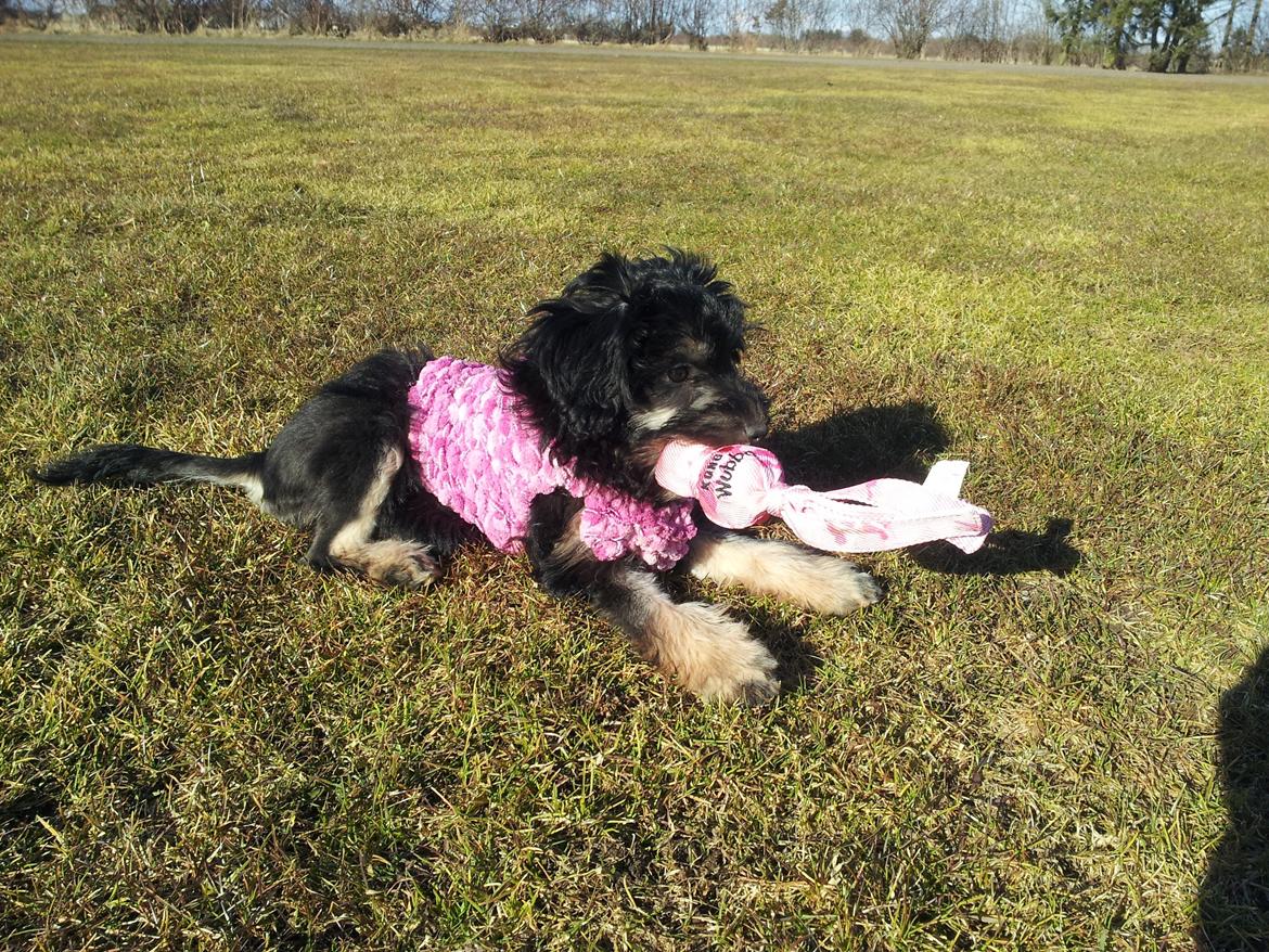 Løwchen Lions of Denmark Final Outbreak *Lulu* - Gæt min mors yndlingsfarve? billede 8