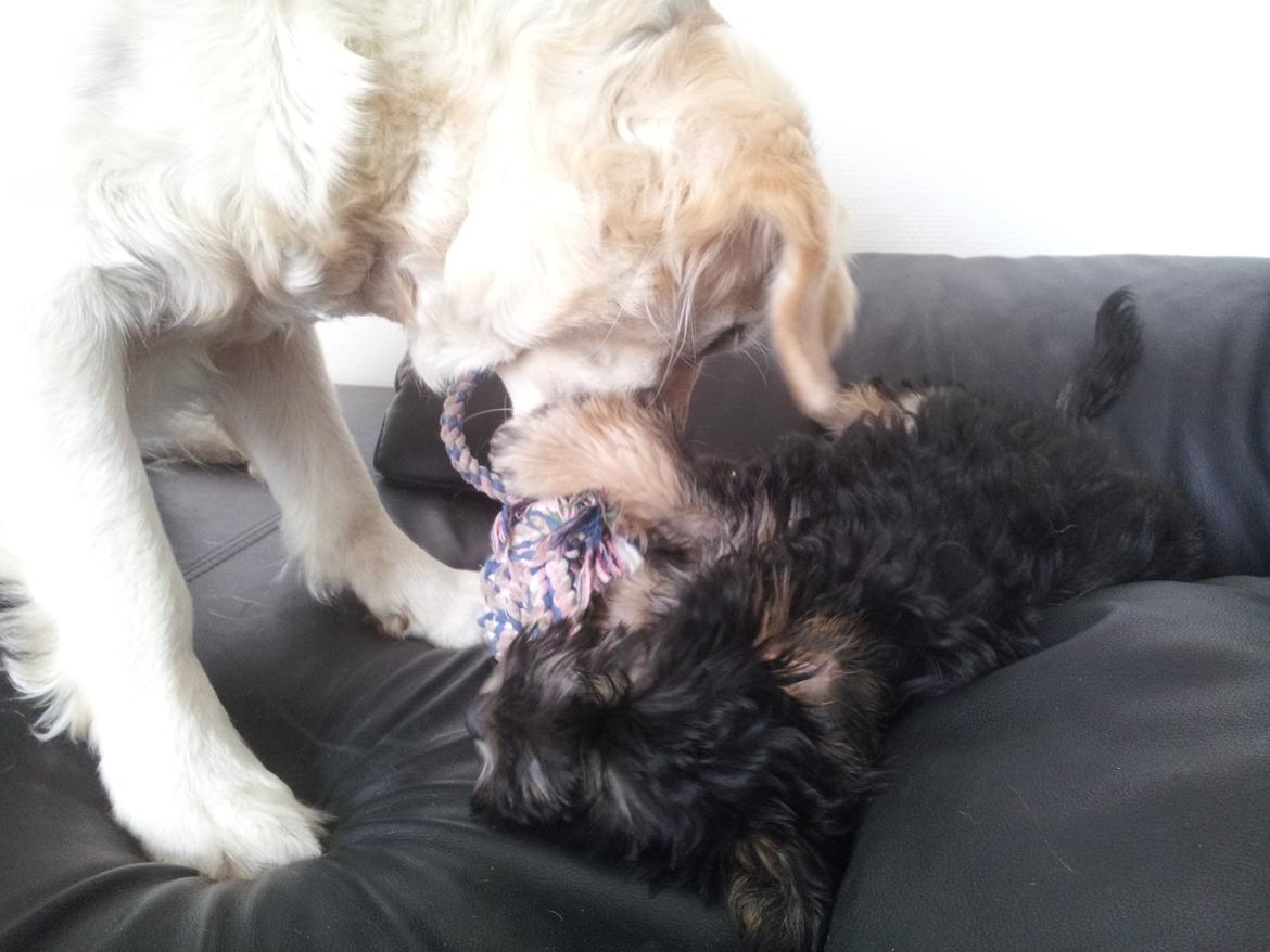 Løwchen Lions of Denmark Final Outbreak *Lulu* - Jeg er sikker på at jeg er næsten lige så stærk som Cajsa! billede 9