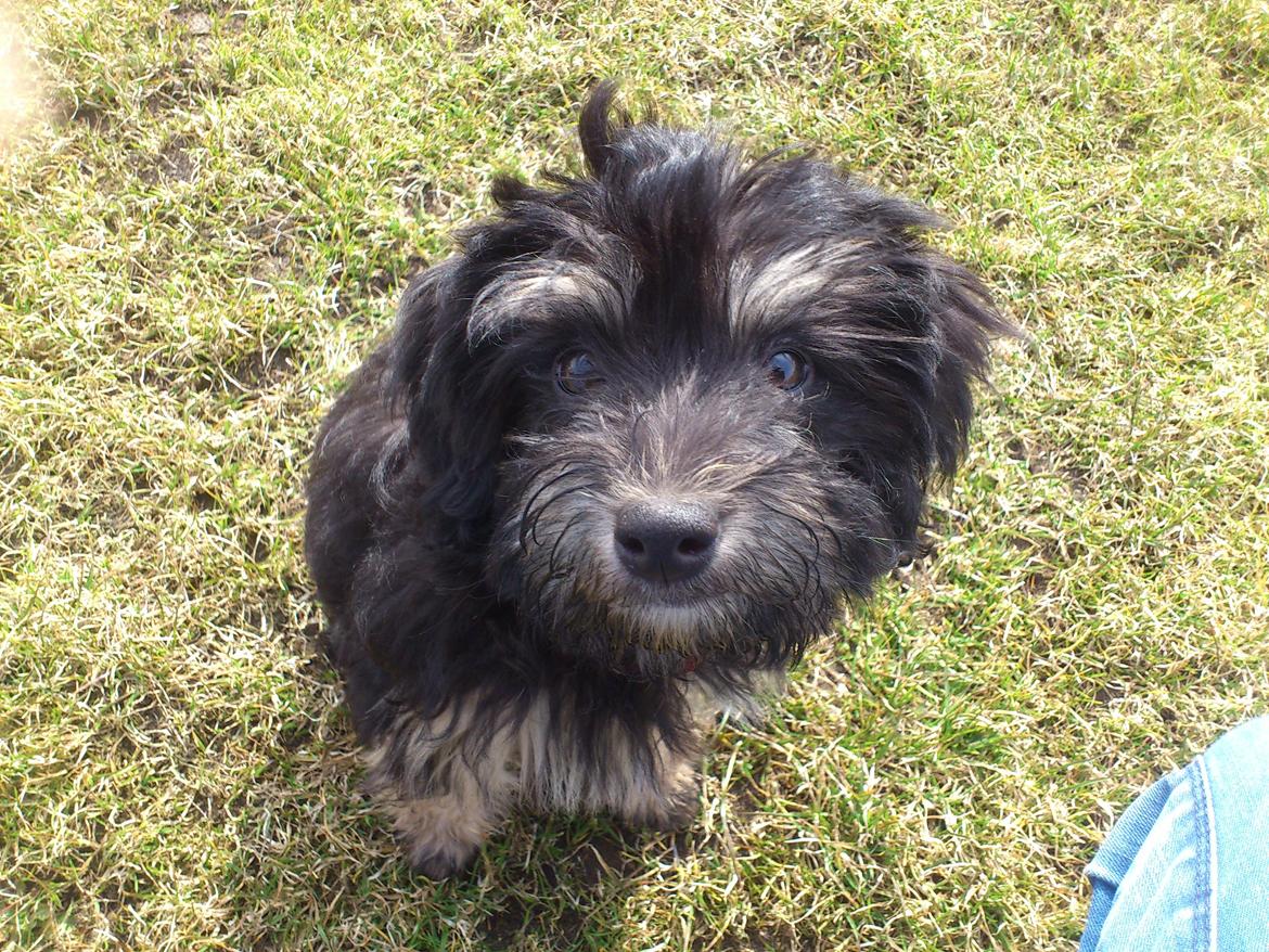 Løwchen Lions of Denmark Final Outbreak *Lulu* - Hej! billede 1