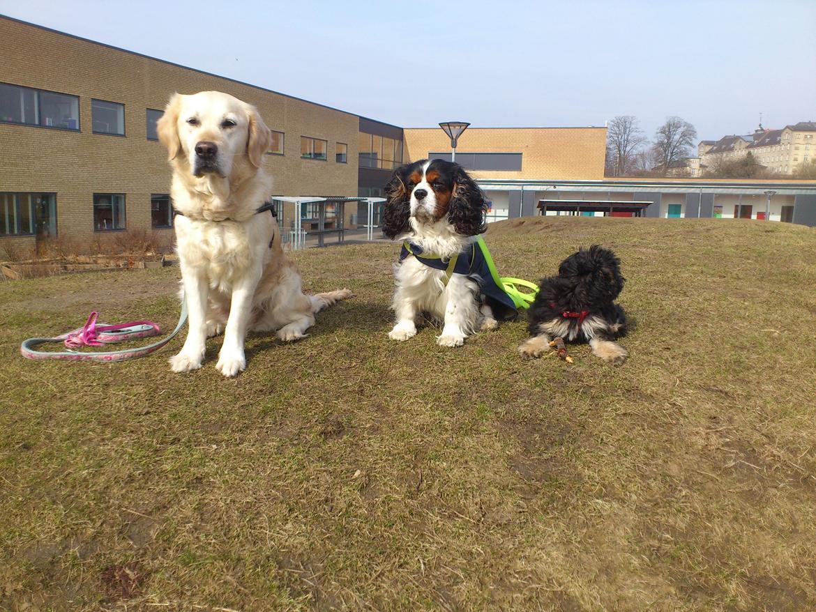 Løwchen Lions of Denmark Final Outbreak *Lulu* - Gruppebillede! billede 11