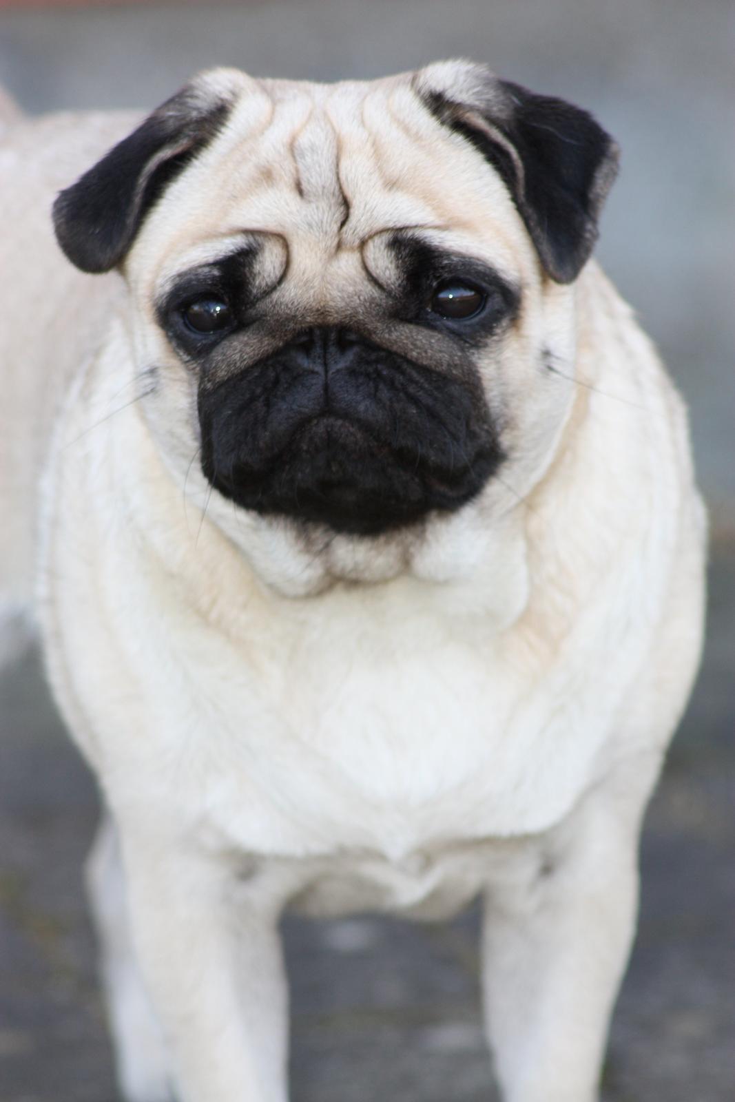 Mops Alma (Mine forældres) billede 1