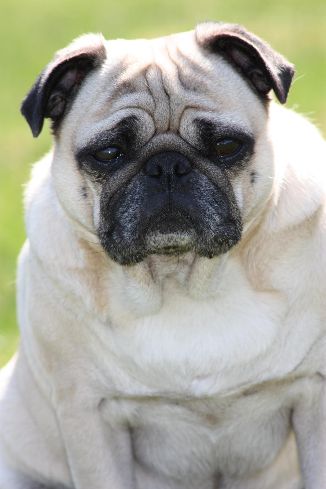 Mops Cosmo billede 4