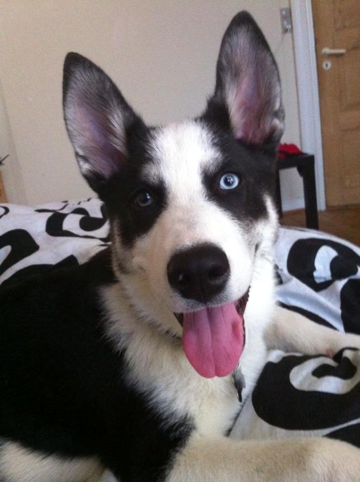 Blanding af racer Blaze billede 17