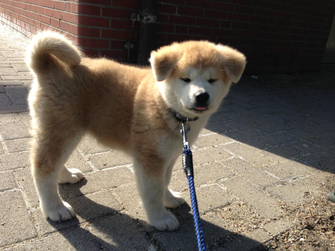 Akita inu yamoto (Akita-inu.dk) DK-AKIO billede 22