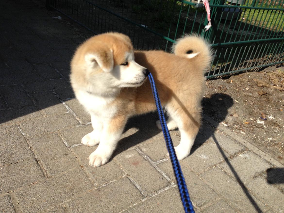 Akita inu yamoto (Akita-inu.dk) DK-AKIO billede 23