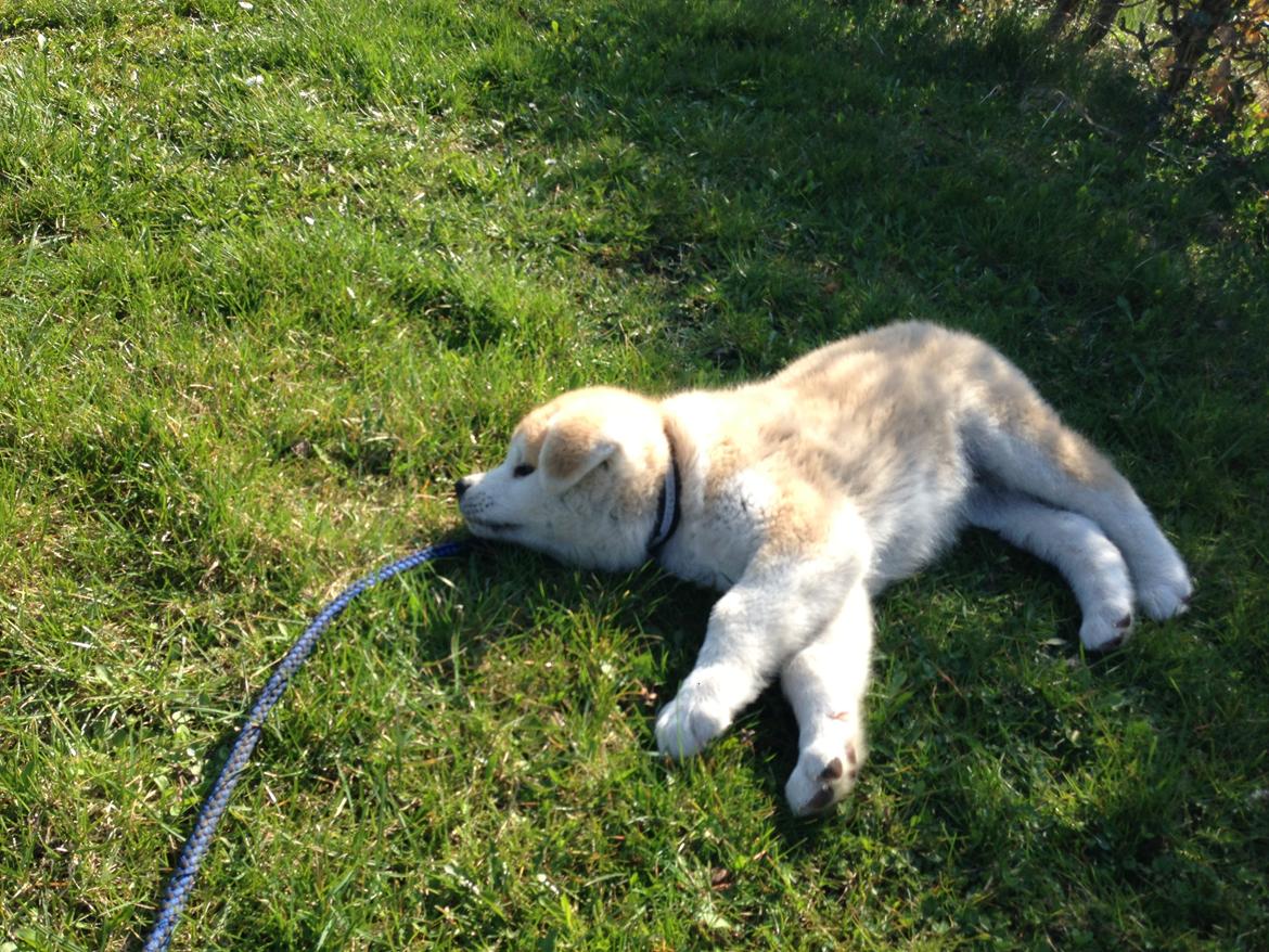 Akita inu yamoto (Akita-inu.dk) DK-AKIO billede 24