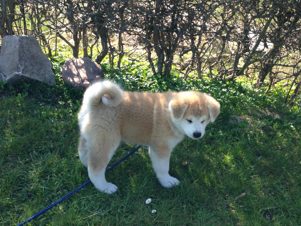 Akita inu yamoto (Akita-inu.dk) DK-AKIO billede 25