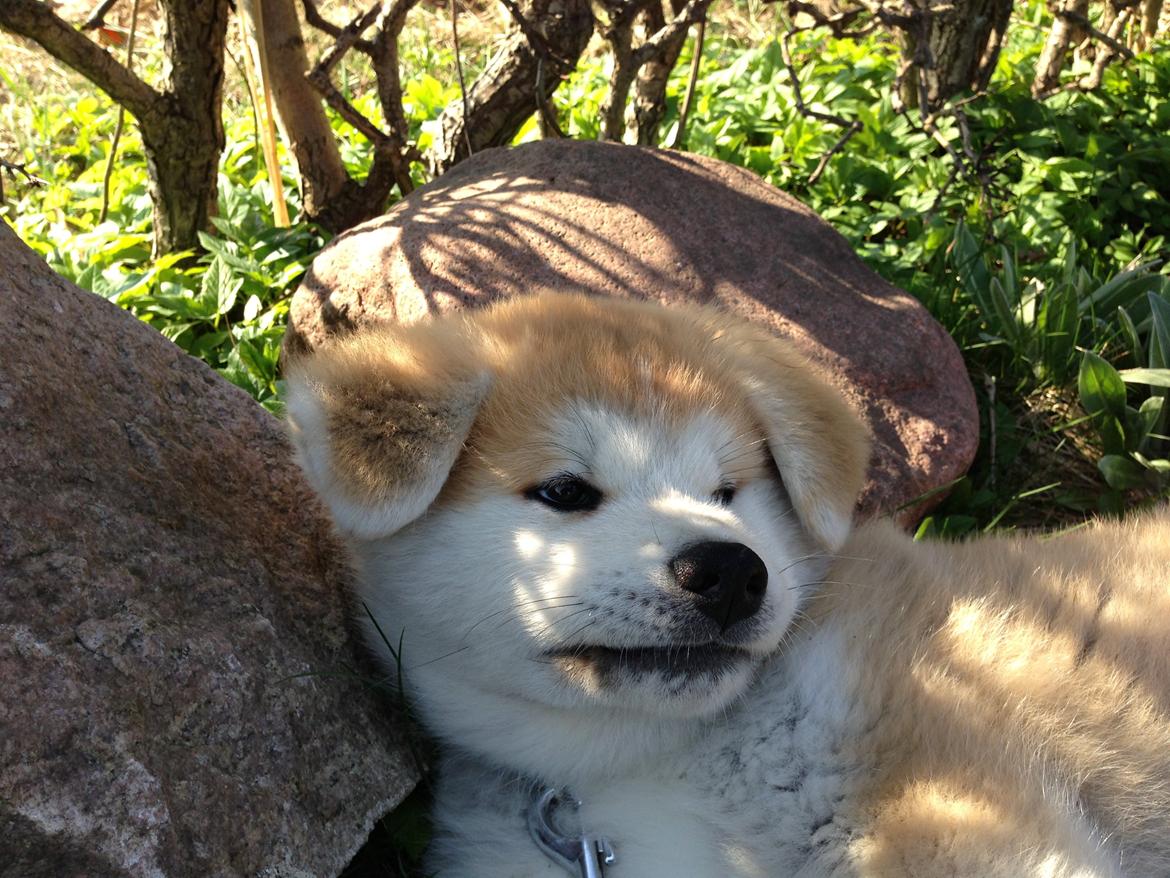 Akita inu yamoto (Akita-inu.dk) DK-AKIO billede 26