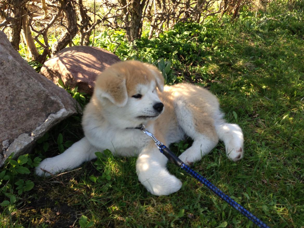 Akita inu yamoto (Akita-inu.dk) DK-AKIO billede 27