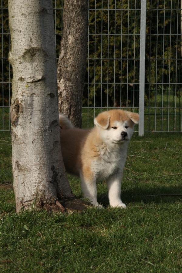 Akita inu yamoto (Akita-inu.dk) DK-AKIO billede 21