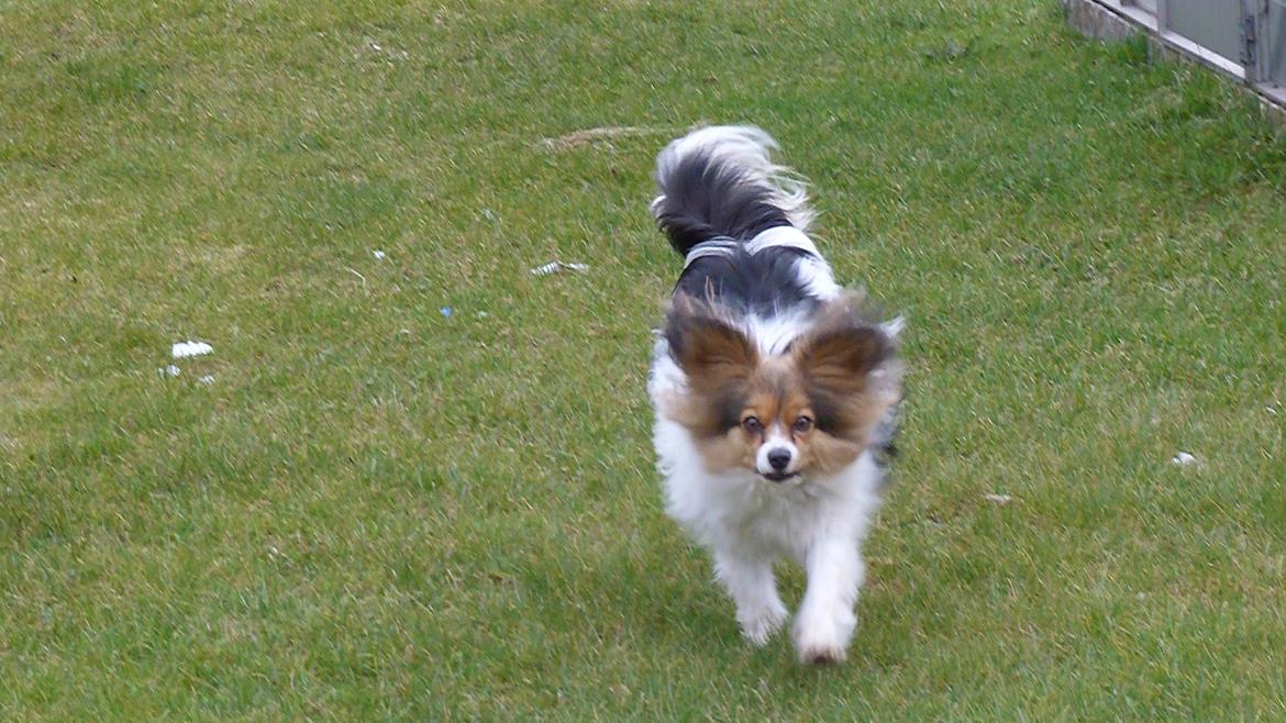 Papillon Vaks (den mad glade lort) billede 3