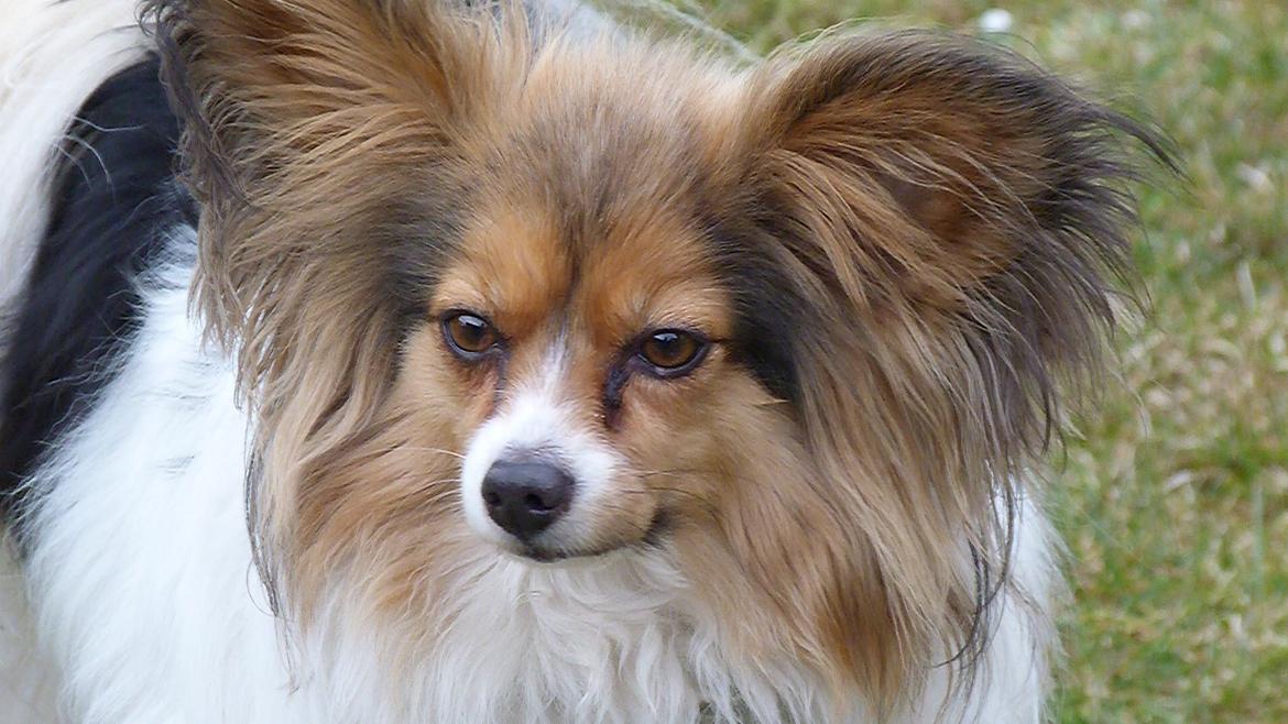 Papillon Vaks (den mad glade lort) billede 4