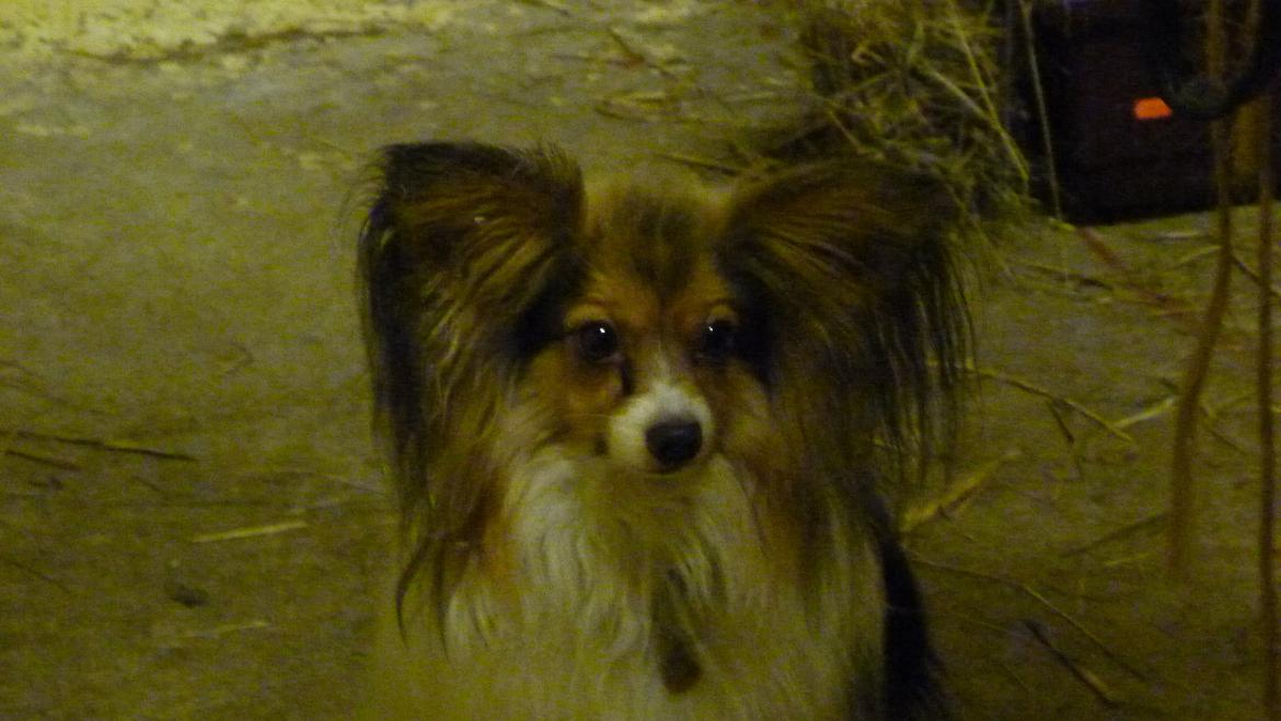 Papillon Vaks (den mad glade lort) billede 6
