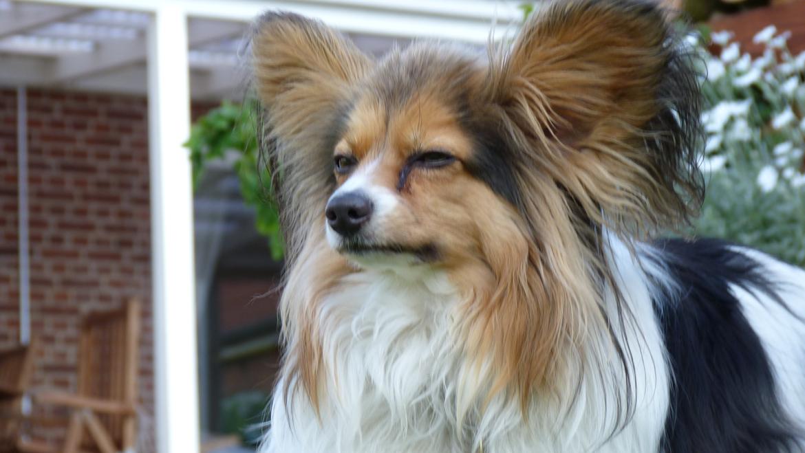 Papillon Vaks (den mad glade lort) billede 10