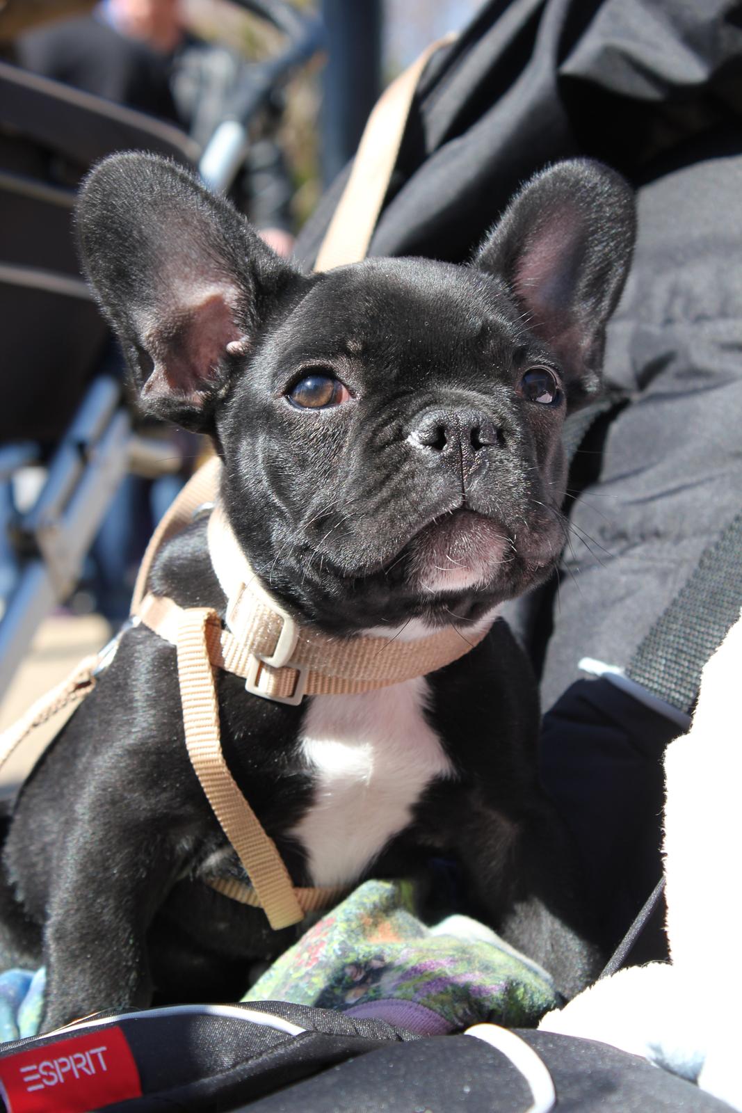 Fransk bulldog Marley - 12 uger og billedskøn! billede 3