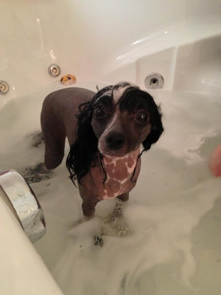 Chinese crested hårløs Misella´s Rex <3 billede 12