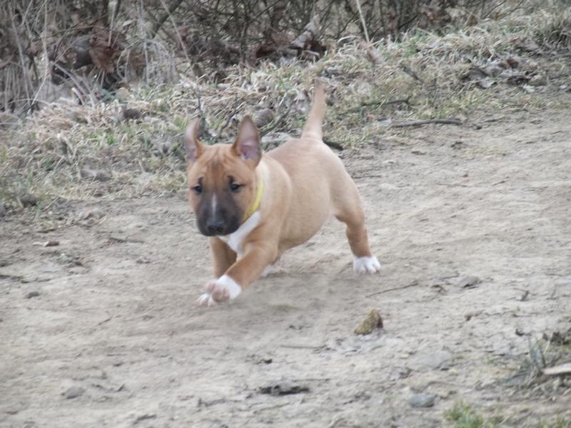 Bullterrier miniature Bullcreeks A Taste Of Honey 'Abby' billede 8