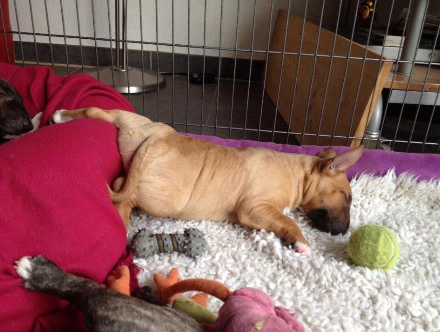 Bullterrier miniature Bullcreeks A Taste Of Honey 'Abby' billede 9