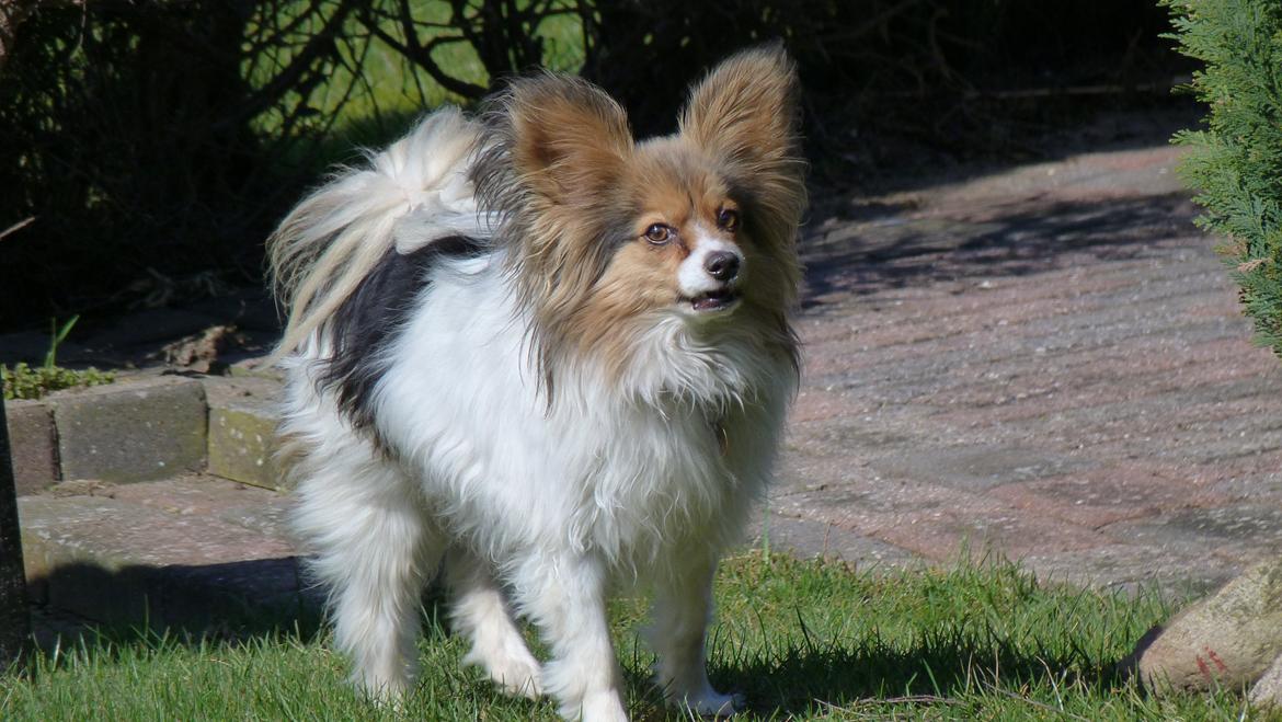 Papillon Vaks (den mad glade lort) billede 11