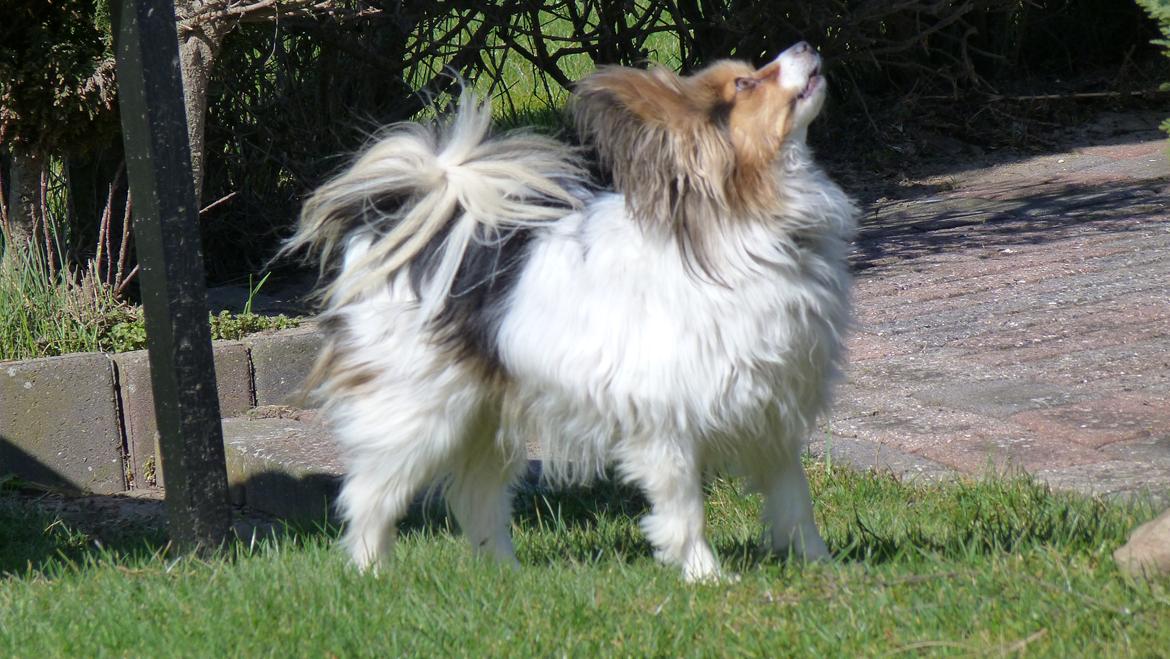 Papillon Vaks (den mad glade lort) billede 12