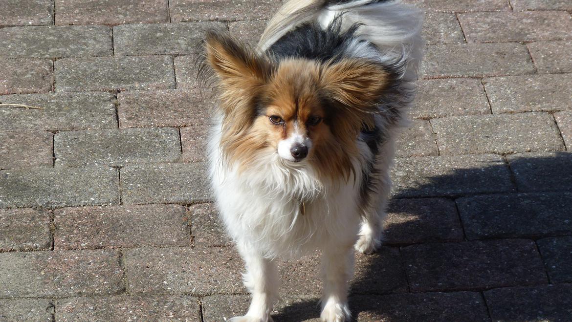 Papillon Vaks (den mad glade lort) billede 13