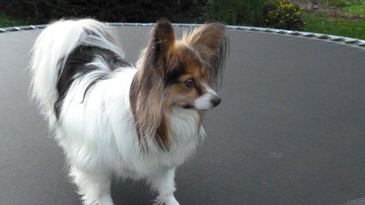 Papillon Vaks (den mad glade lort) billede 16